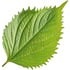 Shiso leaf